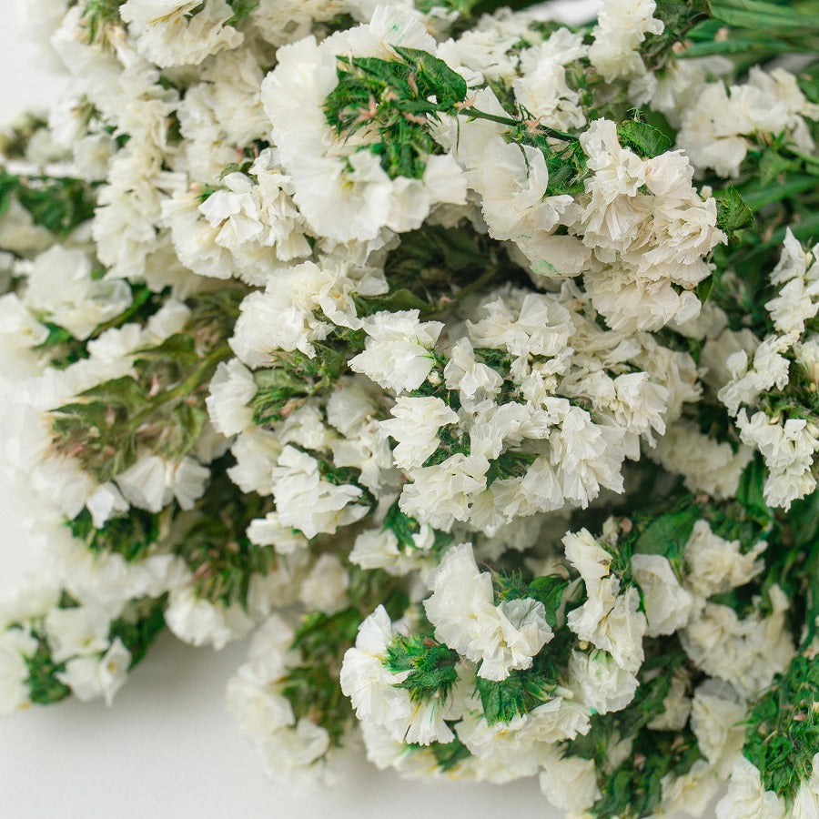 white dried forget me not
