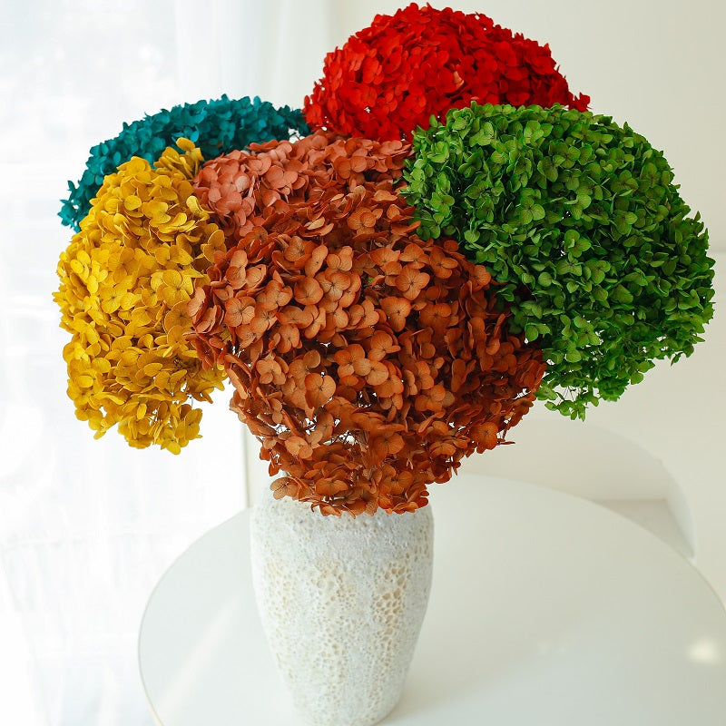 Multiple colour of dried hydrangea