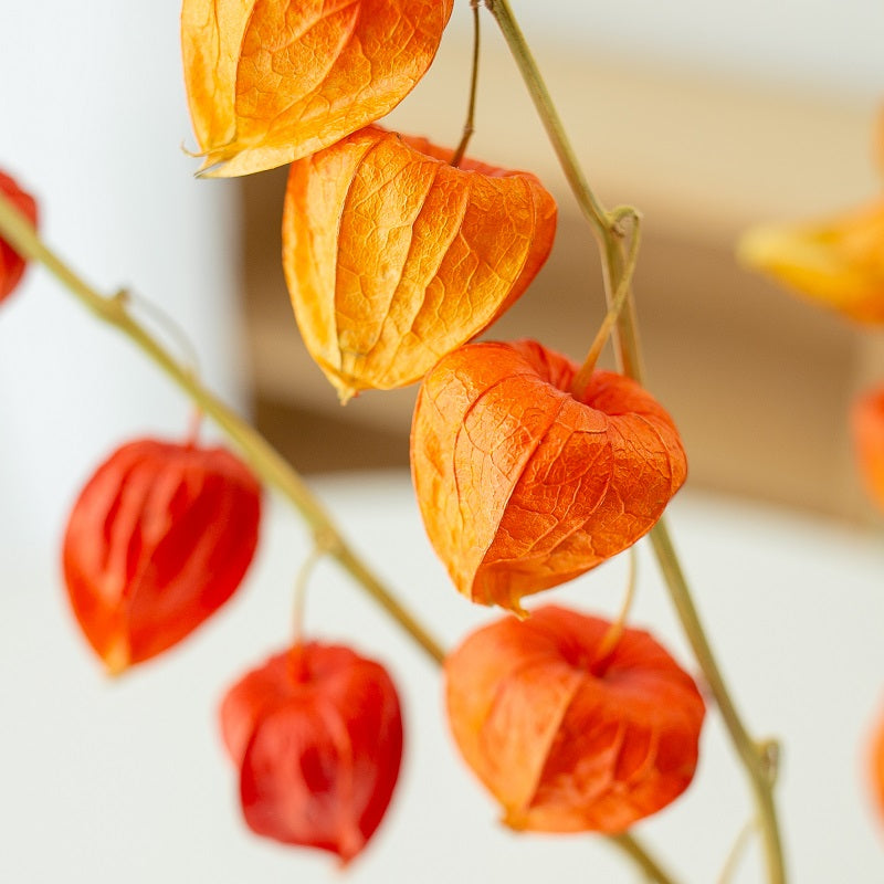 Dried Physalis (Dried Chinese Lanterns)