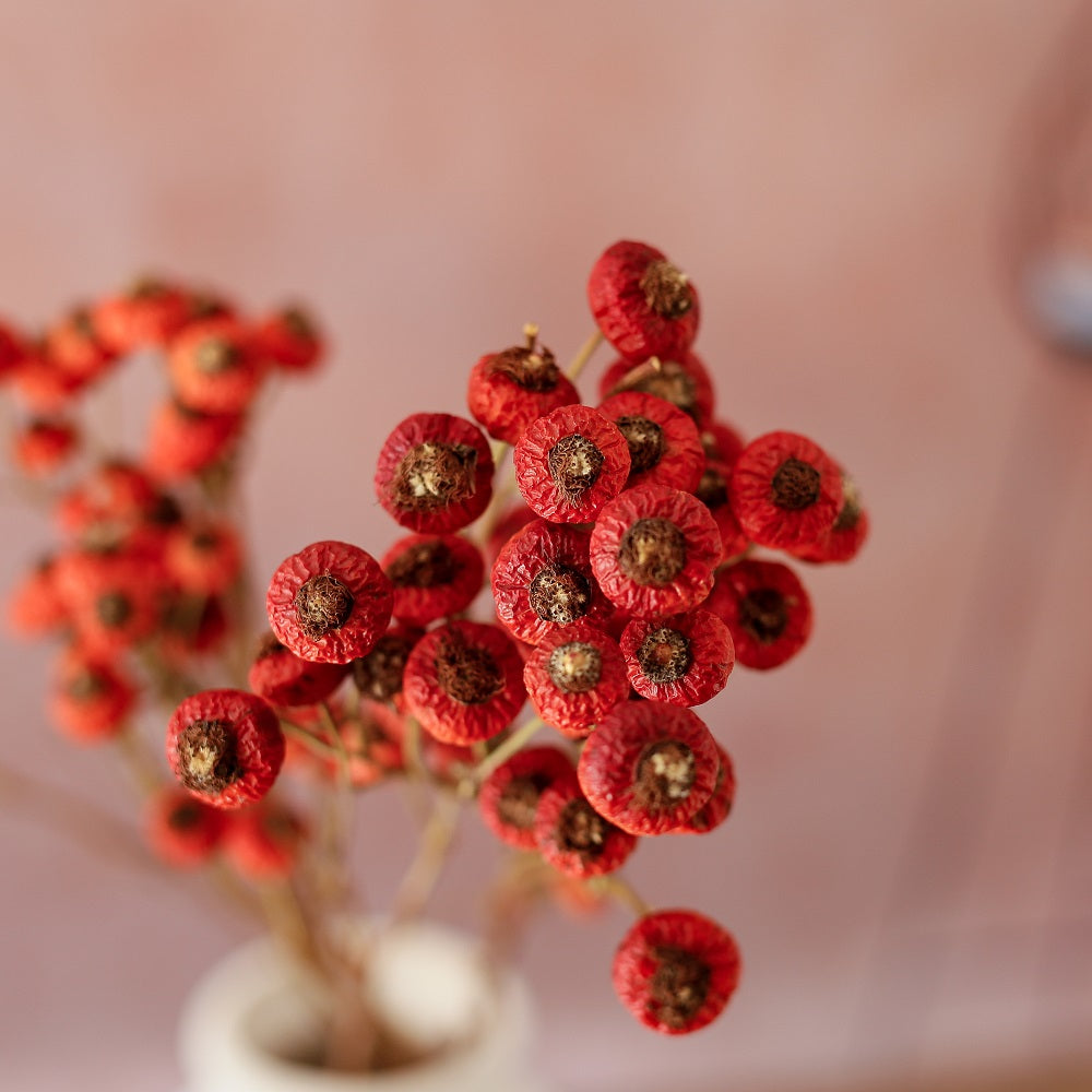 Dried rose hips