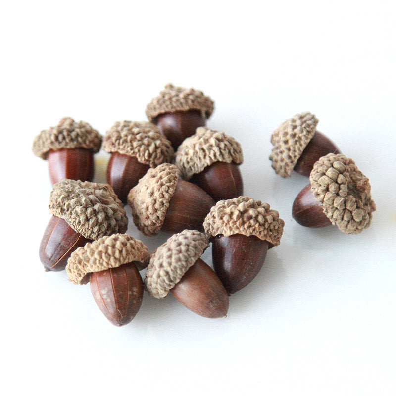 Drid Fruit Acorn