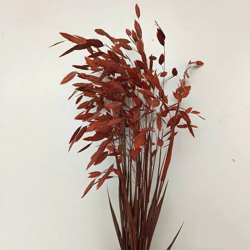 autumn orange preserved flower northern sea oat grass