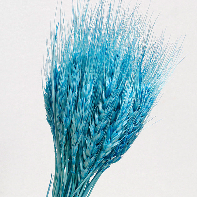 Blue Preserved Wheat