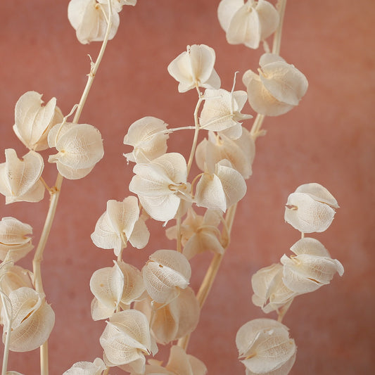White Preserved Bougainvillea