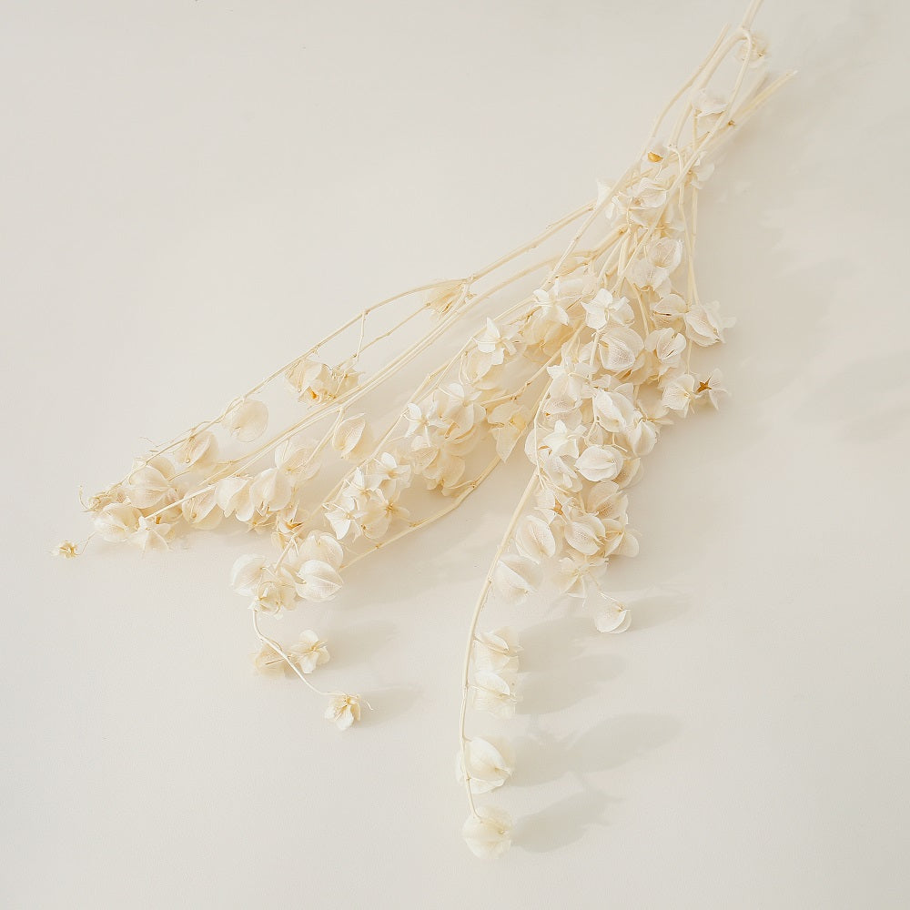 White Preserved Bougainvillea