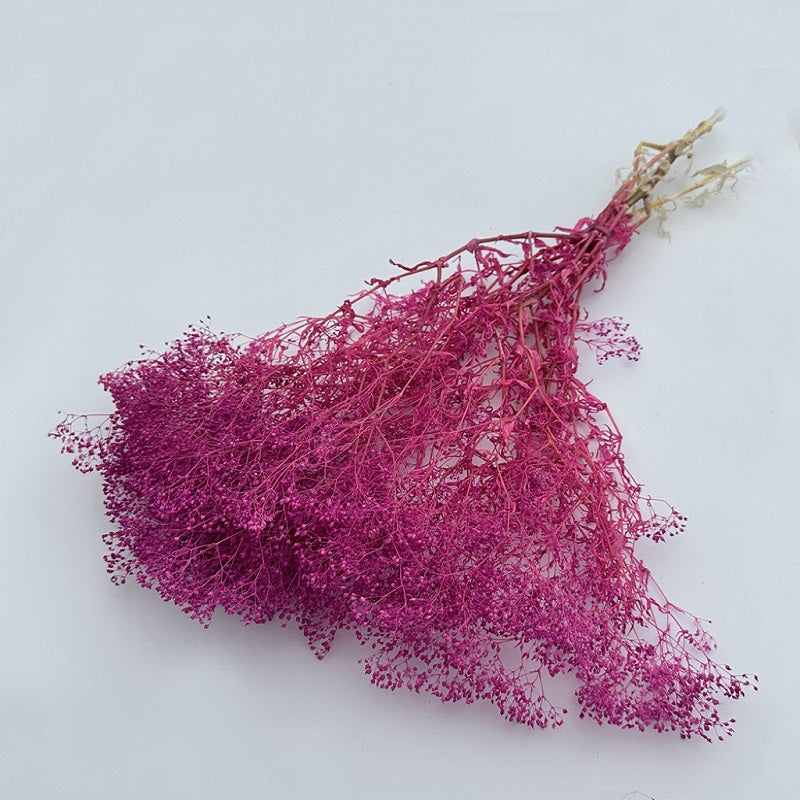 Dried Broom Bloom Magenta