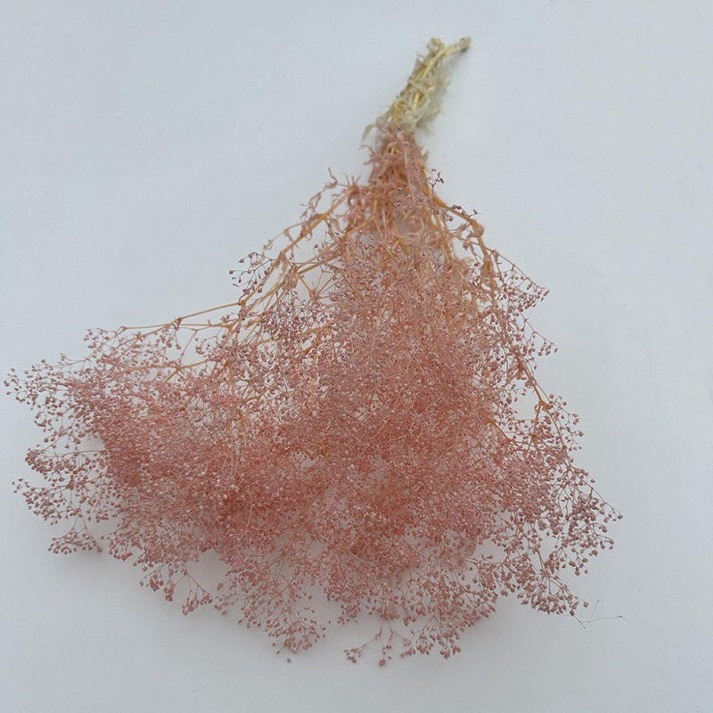 Dried Broom Bloom Pink
