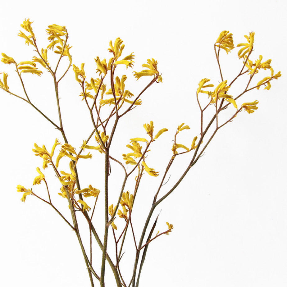 Dried Flower Kangaroo Paw Anigozanthos Yellow