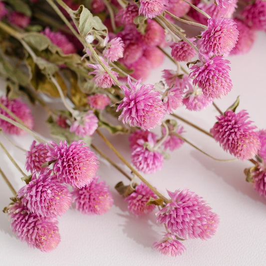 Dried Gomphrena Flower Natural Pink