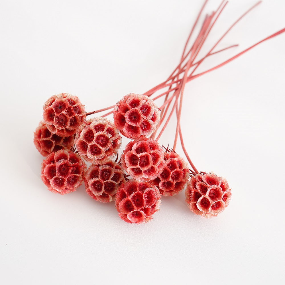 Preserved Drumstick Scabiosa Red