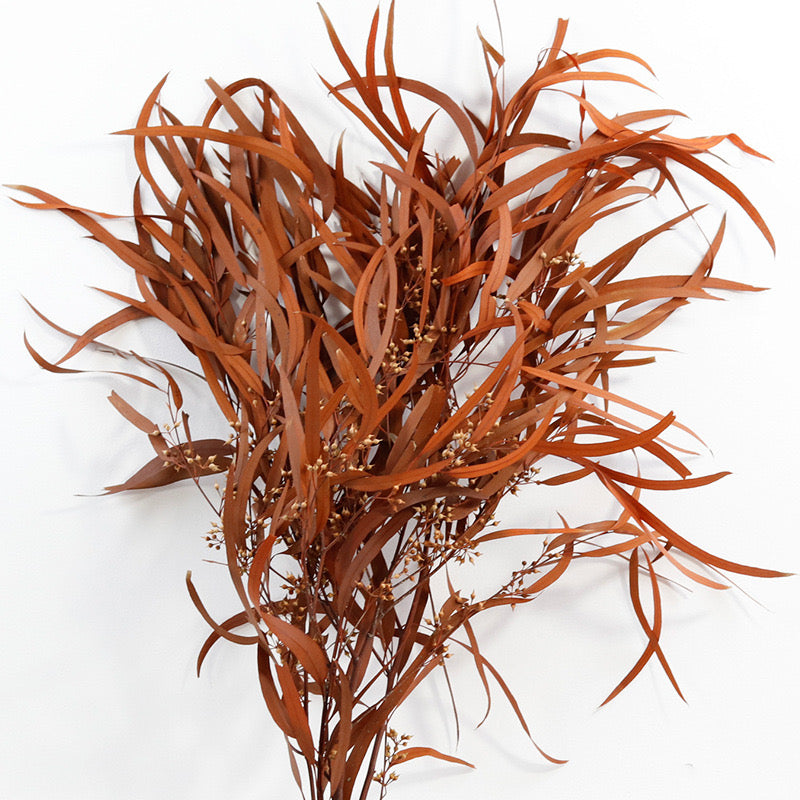 Autumn OrangeEucalyptus Nicolii