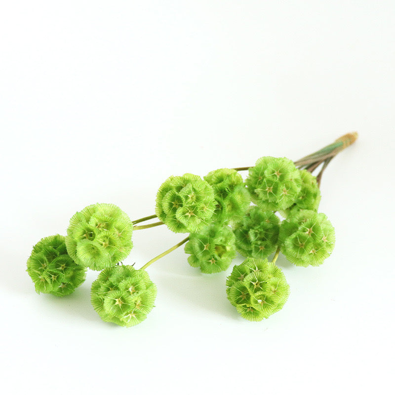green Drumstick Scabiosa