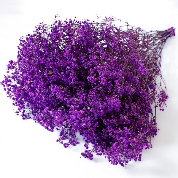 lilac preserved Gypsophila