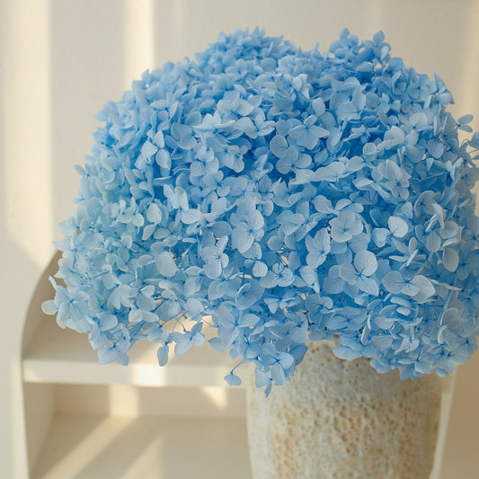 blue dried Hydrangea
