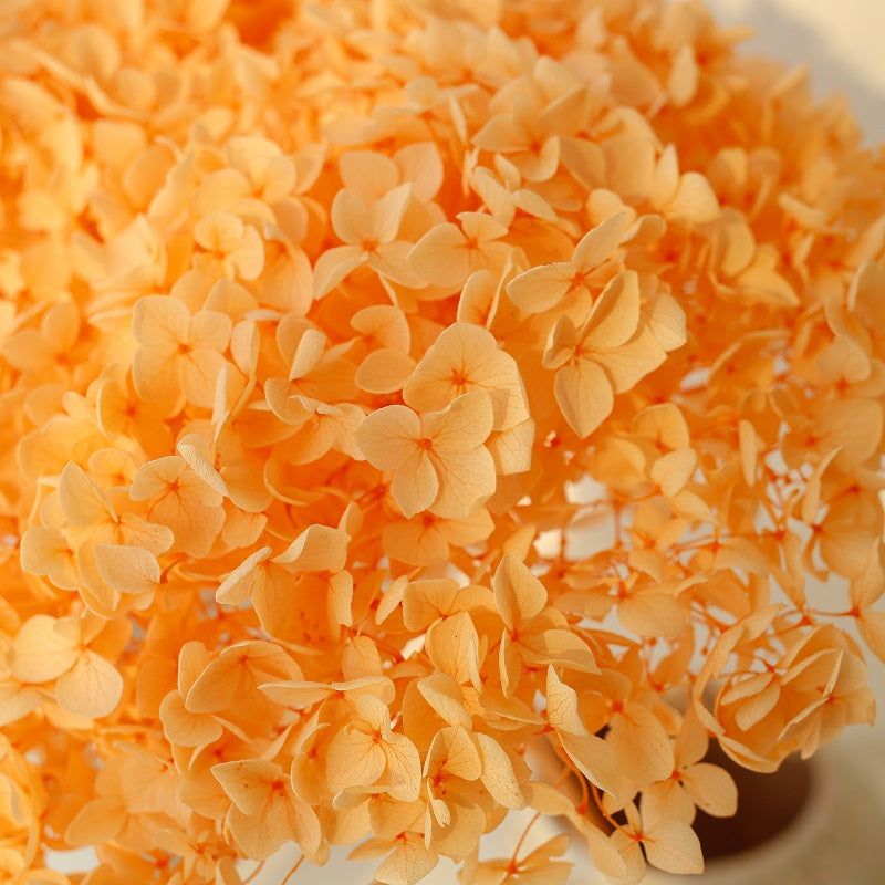 orange dried Hydrangea