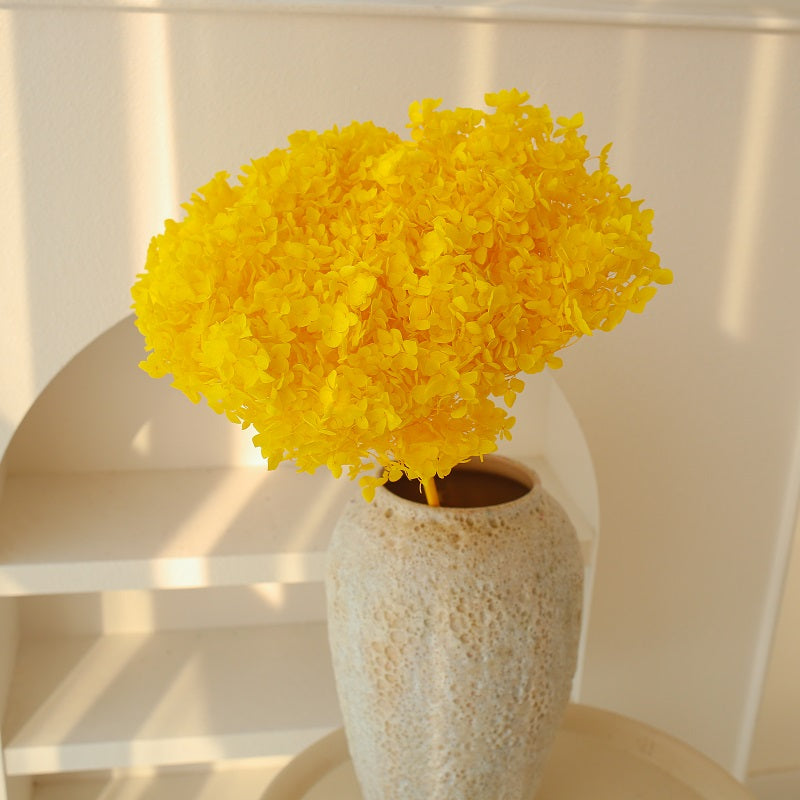 yellow dried Hydrangea
