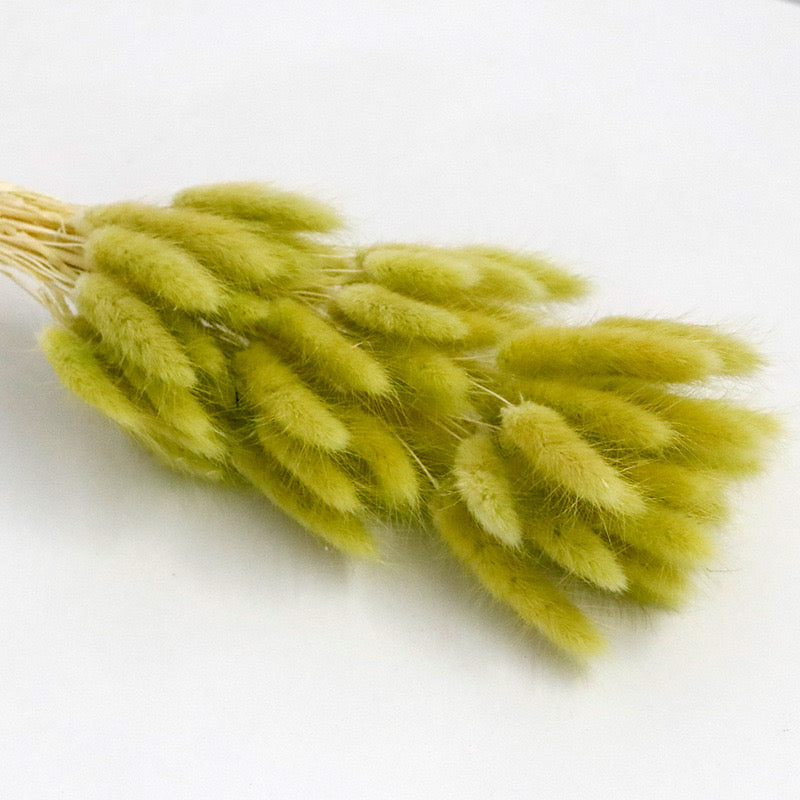 ginger green dried bunny tail