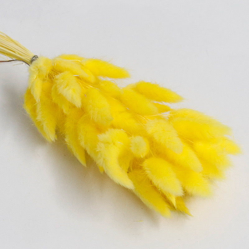 yellow bunny tail dried