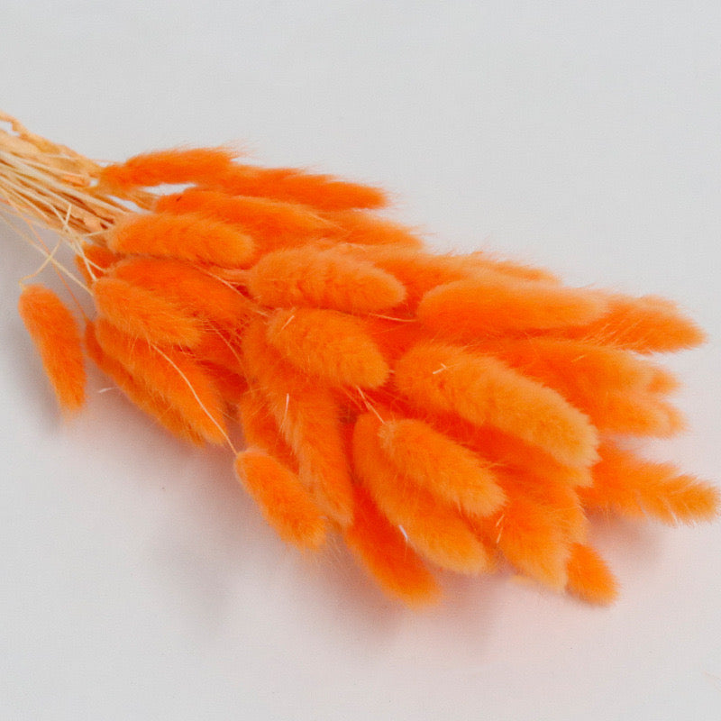 red orange bunny tail dried