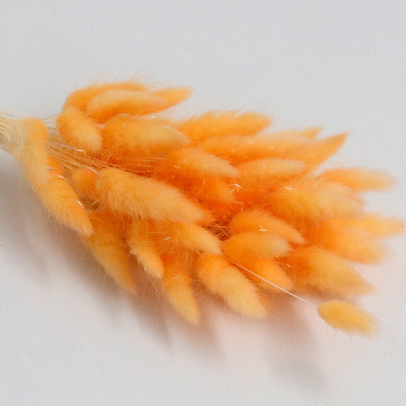 orange bunny tail dried