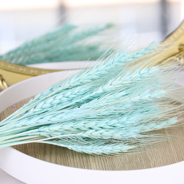 Light Blue Preserved Wheat
