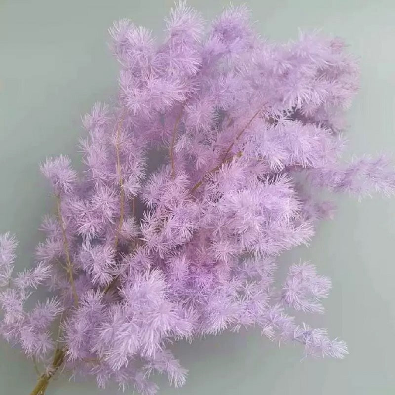 Lilac Dried Ming Asparagus