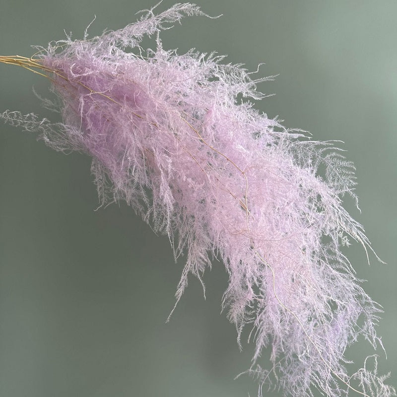 Lilac Preserved Asparagus setaceus