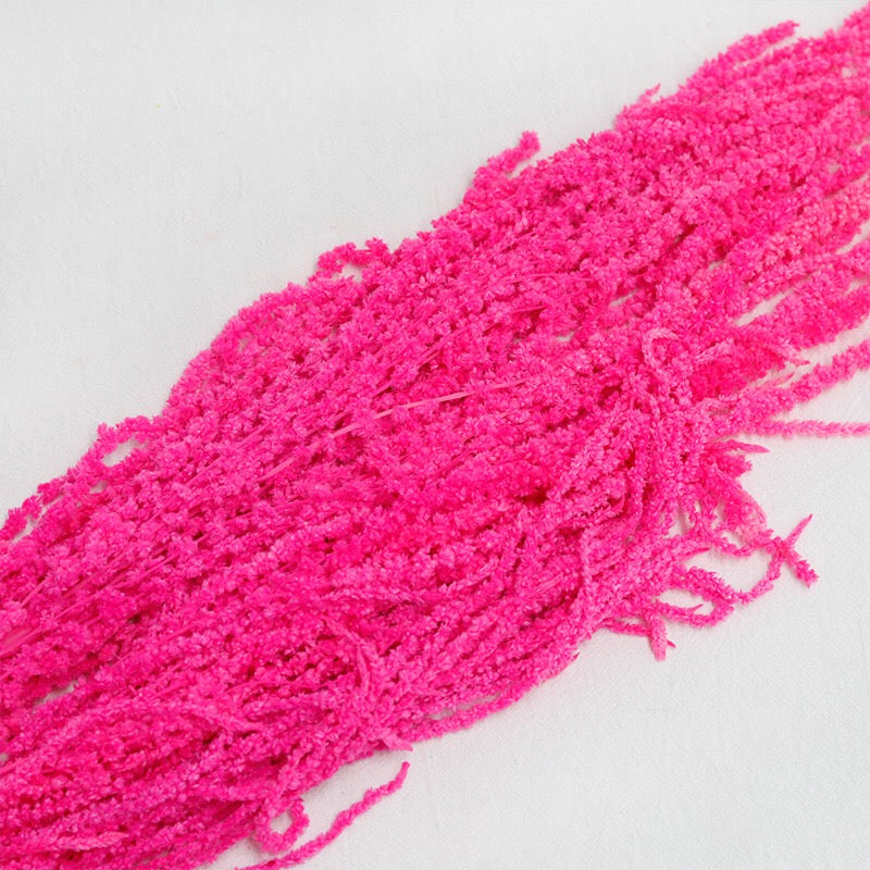 magenta Amaranthus
