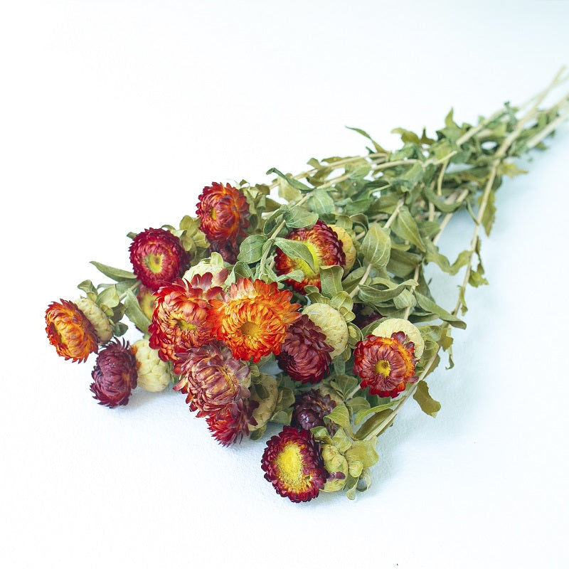 red Helichrysum