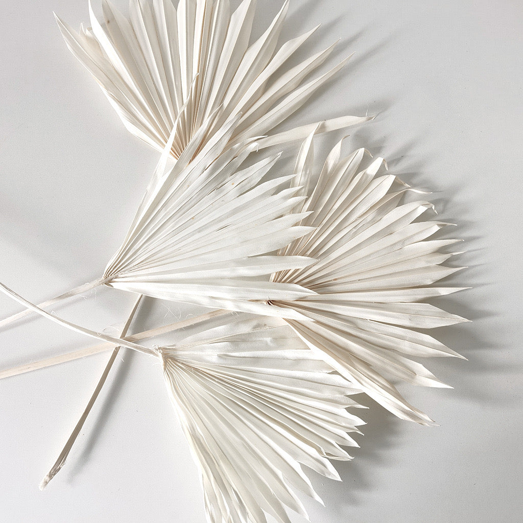 white sum palm