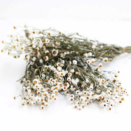 Natural Dried Ammobium