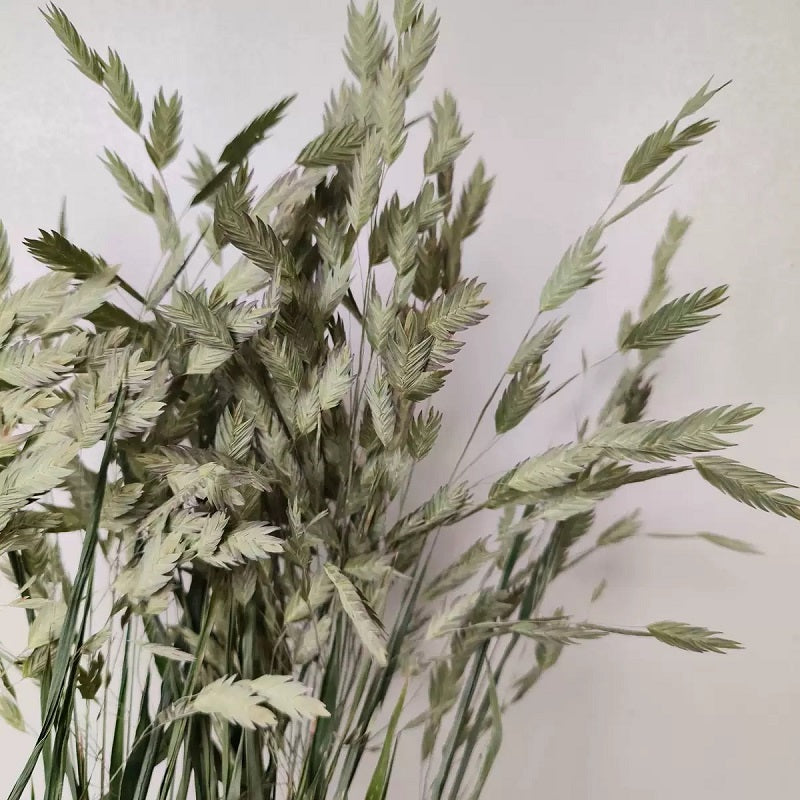 natural green dried flower northern sea oat grass