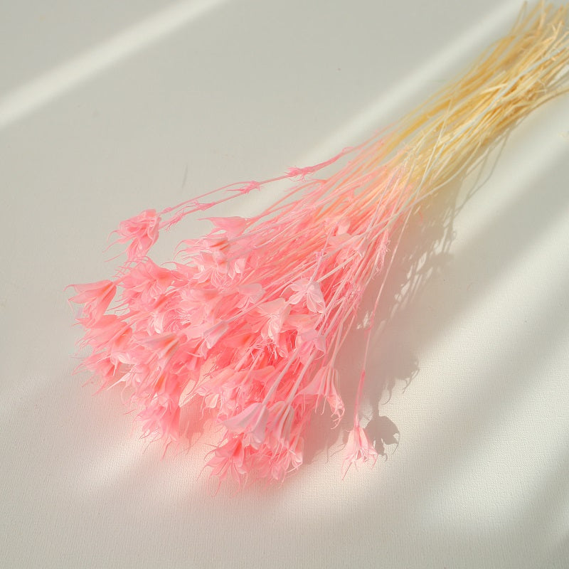 pink Nigella Orientalis