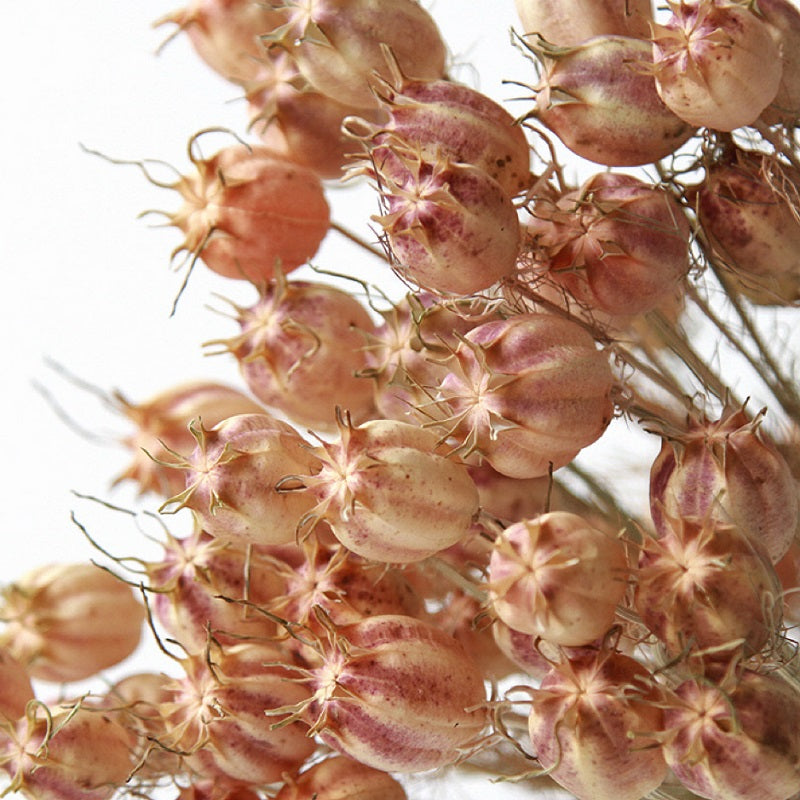 Nigella Pod dried