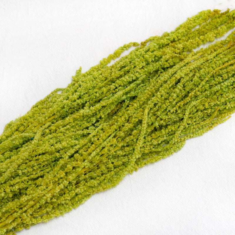 oliver green Amaranthus