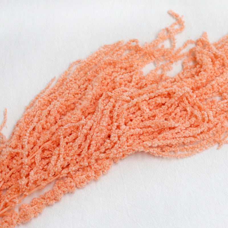 orange Amaranthus