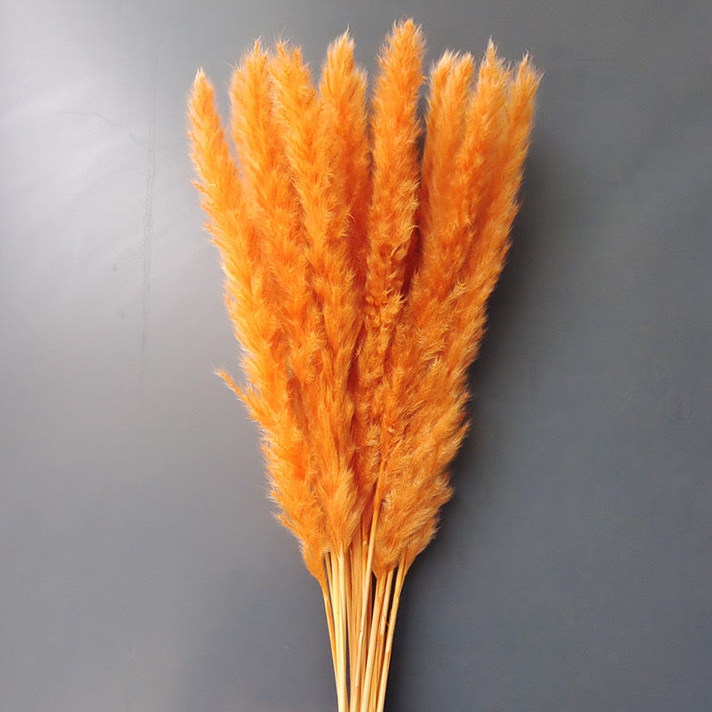 orange canary pampas grass