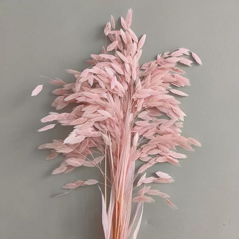 pastel pink preserved flower northern sea oat grass