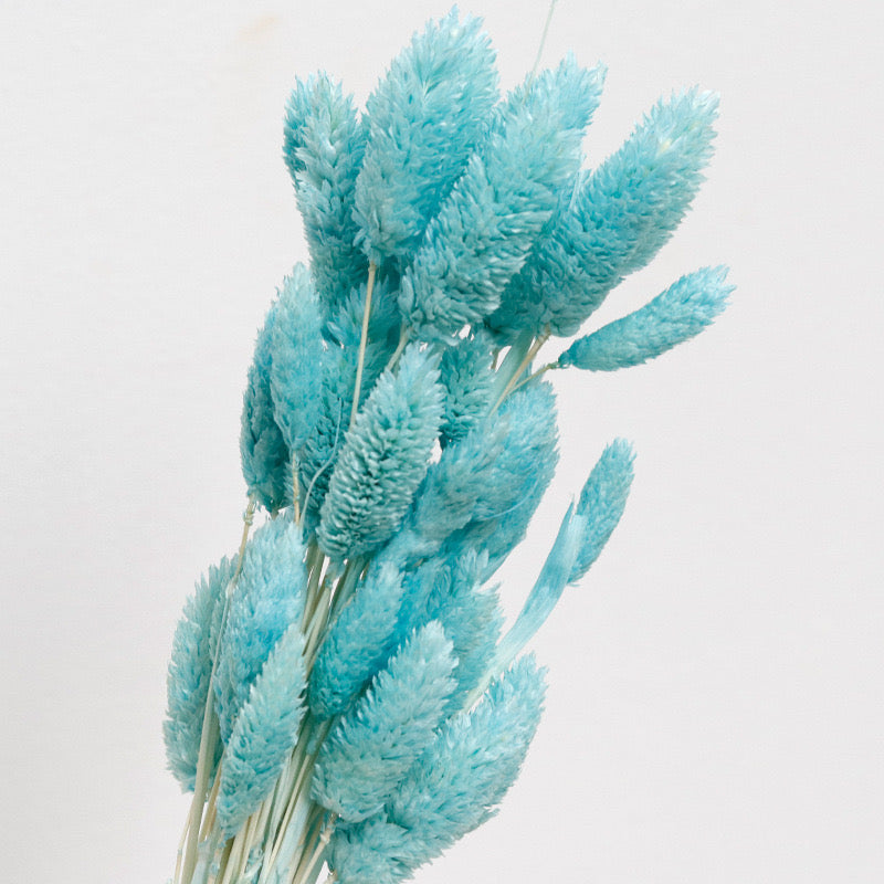 tiffany blue phalaris preserved