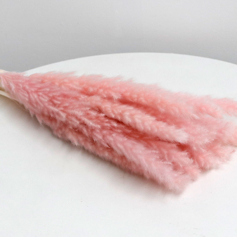 pink pampas grass