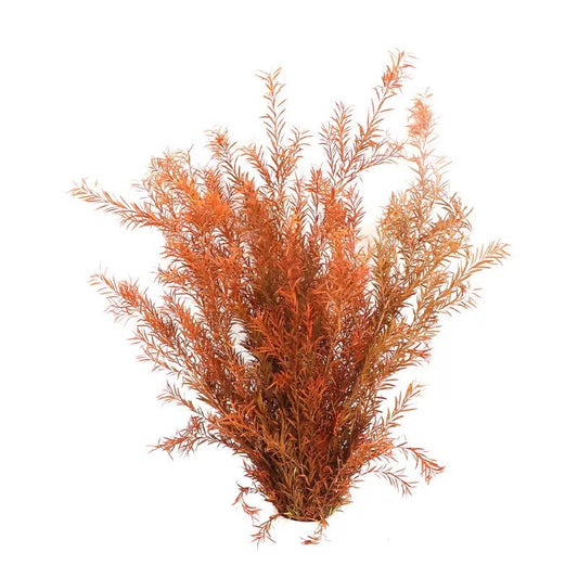 Preserved Melaleuca Bracteata burnt orange