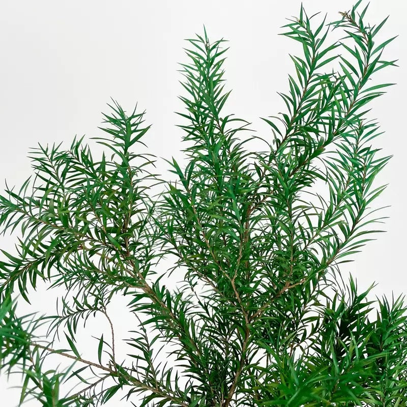 Preserved Melaleuca Bracteata green