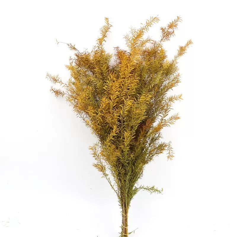 Preserved Melaleuca Bracteata yellow