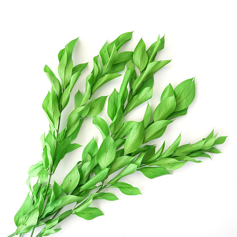 Preserved Orange Leaves Green