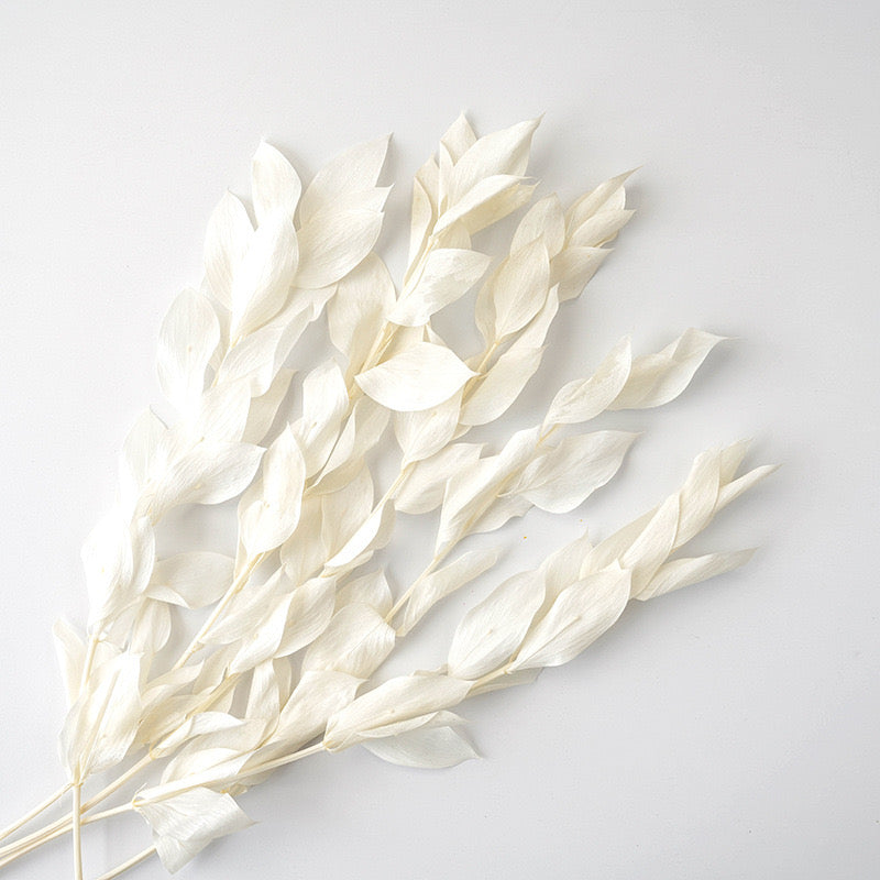 Preserved Orange Leaves White