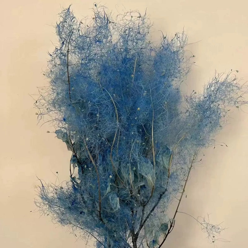 preserved smoke tree blue
