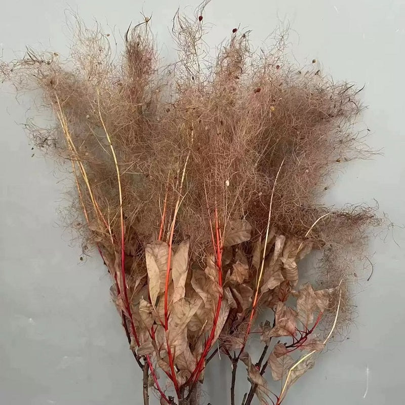 preserved smoke tree coffee