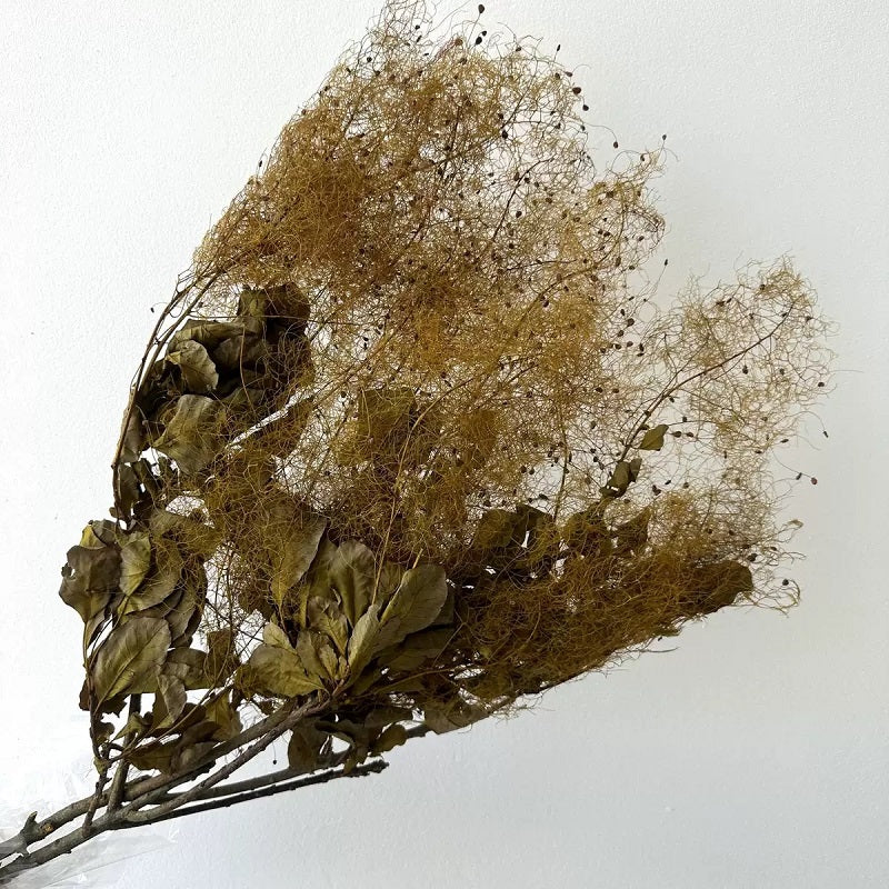 preserved smoke tree army green