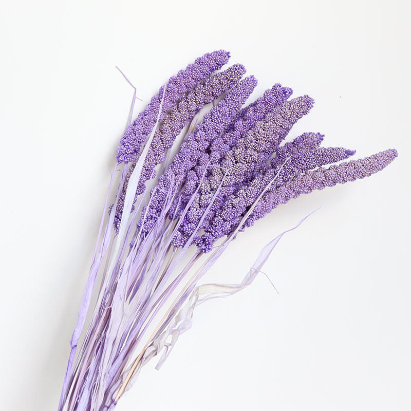 purple dried setaria