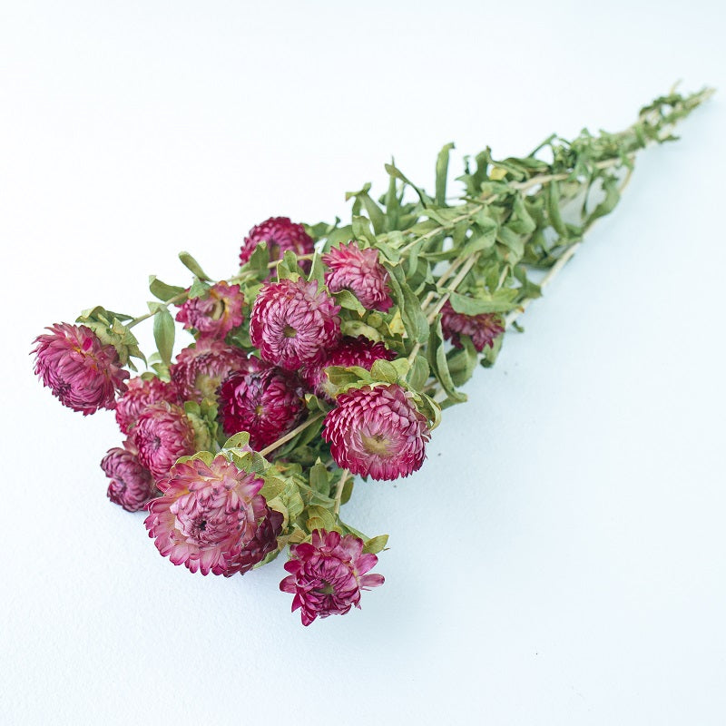 purple dried helichrysum